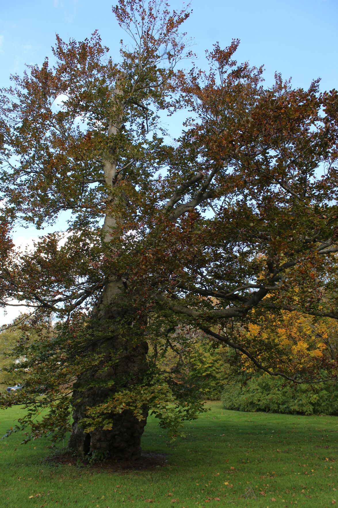 Gail's Tree